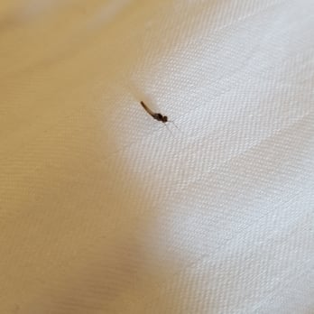 Harrah's Laughlin - A Caesars Rewards Destination - Bugs on the bed - Hotels Near Me - Laughlin, Nevada Harrah's Laughlin - A Caesars Rewards Destination - Bugs on the bed - Hotels Near Me - Laughlin, Nevada