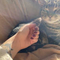 Beautifully done gel manicure, with my cat's approval