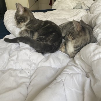 Next Chance Rescue - Pet Adoption Near Me Next Chance Rescue - Pet Adoption Near Me