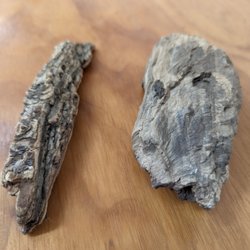 The Mammoth Site - Which is petrified wood
