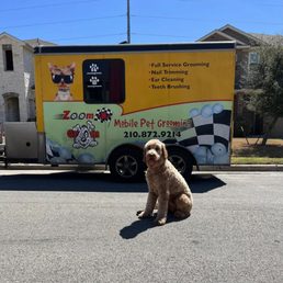 Auggie loves his Zoom N Groom haircuts! Auggie loves his Zoom N Groom haircuts!