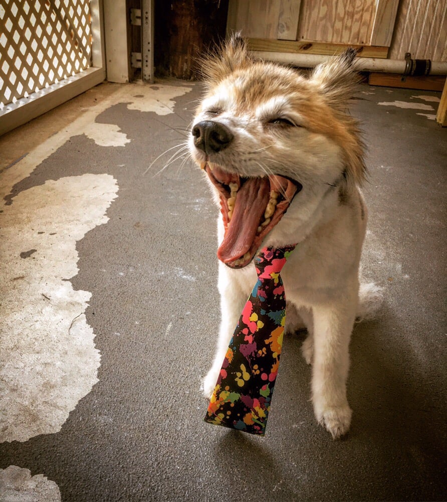 DESTIN’S SALTY DOG GROOMING Updated September 2024 30 Photos 230