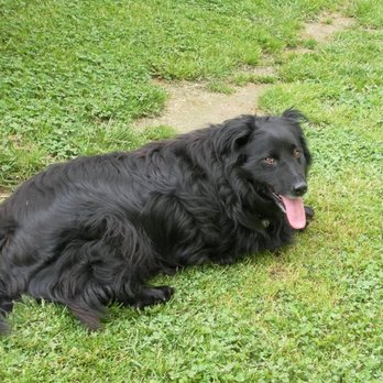 4 Paws & Claws Pet Grooming - And this is her before, long haired and beautiful - Pet Groomers Near Me 4 Paws & Claws Pet Grooming - And this is her before, long haired and beautiful - Pet Groomers Near Me