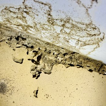 Richies Termite and Pest Service - Subterranean termite tubes - Pest Control Near Me - Corona, California Richies Termite and Pest Service - Subterranean termite tubes - Pest Control Near Me - Corona, California