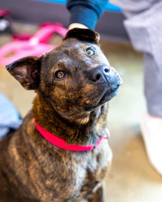 One Tail at a Time - PDX by null