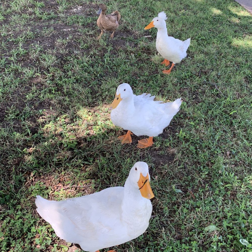 Friendly ducks!