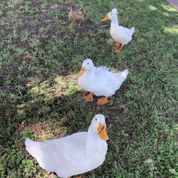Friendly ducks! Friendly ducks!