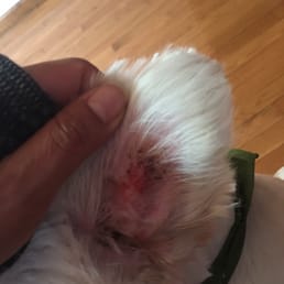 My poor pups ears My poor pups ears