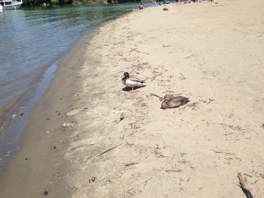 Tiscornia Park by null