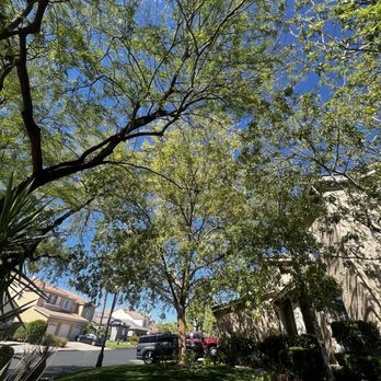 WestCo Tree Service - Tree Services Near Me WestCo Tree Service - Tree Services Near Me