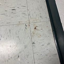 Craig Veterinary Hospital - Dog poop on floors