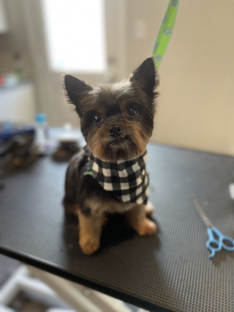 LADY BUG GROOMING Updated September 2024 62 Photos San Antonio