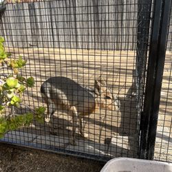 Wild Wonders - Patagonian mara