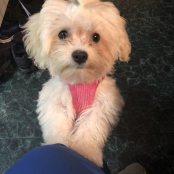 Glen Oaks Veterinary Care, A PetOne Veterinary Hospital - Veterinarians Near Me - Glen Oaks, New York Glen Oaks Veterinary Care, A PetOne Veterinary Hospital - Veterinarians Near Me - Glen Oaks, New York