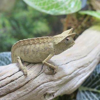 LLLReptile & Supply- Henderson - Perinet's Leaf Chameleon - Pet Stores Near Me - Henderson, Nevada LLLReptile & Supply- Henderson - Perinet's Leaf Chameleon - Pet Stores Near Me - Henderson, Nevada