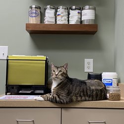 Mt Pleasant Animal Hospital - Comfy patient