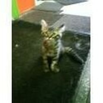 Advanced Veterinary Care Clinic - Veterinarians Near Me - Milwaukee, Wisconsin