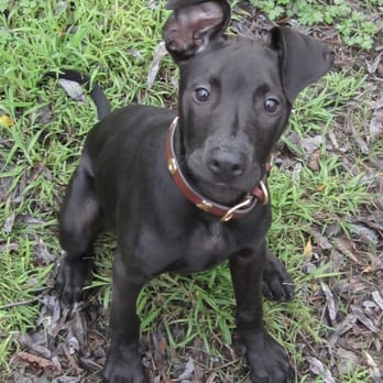 DogEvolve - Puppy Problems. - Pet Training Near Me