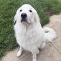 Photo of Cognitive Dogs