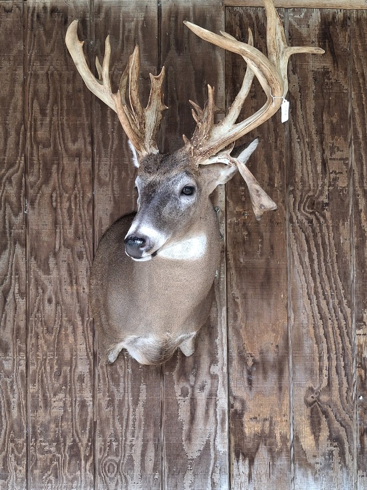 Terri's Taxidermy - taxidermy in Inglis, FL