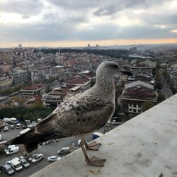 Koçi Restaurant - Öğlen yemeğinde Martı var