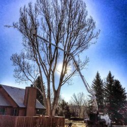 Foothills Tree Experts