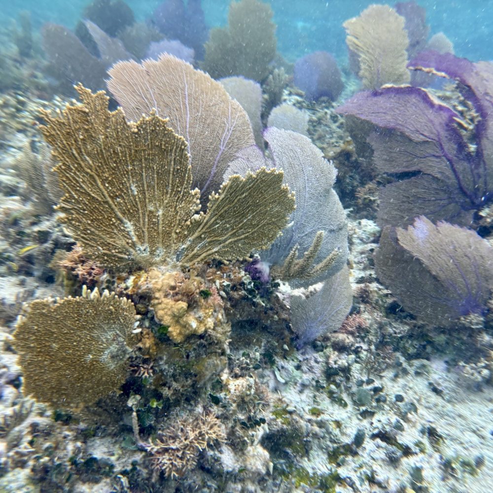 Sky Reef - Mexican Near Me - Cozumel, ROO