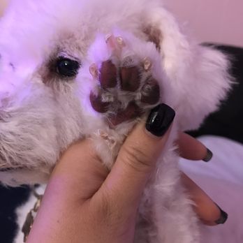 Kira Pet Cuts - Pet Groomers Near Me - Chicago, Illinois