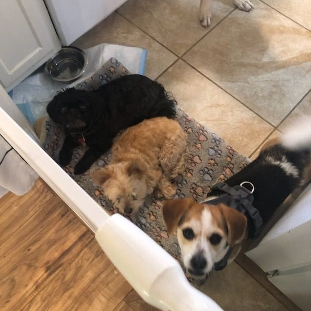 Li Li's Pet Sitting - Milo (far right) at Ms. Julie (Li Li's Pet Sitting). - Pet Sitting Near Me - Baton Rouge, Louisiana