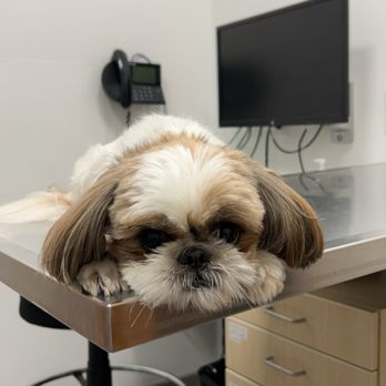 MedVet Mountain View - Veterinarians Near Me - Mountain View, California