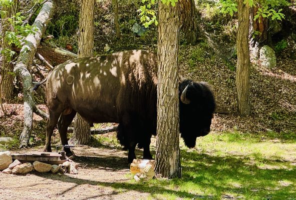 State Game Lodge by null