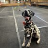 Cycle Dog gift card