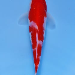 Proaquatic - Kohaku