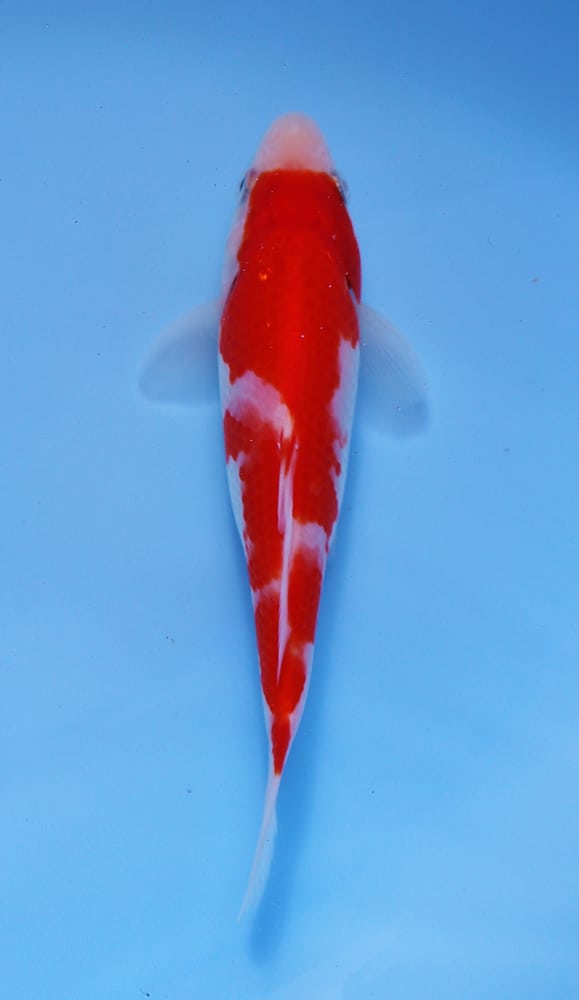Kohaku
