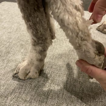 Upscale Tail Pet Spa & Grooming - Uneven on his legs, careless and sloppy - Pet Groomers Near Me - Reno, Nevada Upscale Tail Pet Spa & Grooming - Uneven on his legs, careless and sloppy - Pet Groomers Near Me - Reno, Nevada