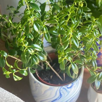Floral Art And Decor - Gold fish plant and fun blue marble pattern pot - Floral Designers Near Me - Burlingame, California Floral Art And Decor - Gold fish plant and fun blue marble pattern pot - Floral Designers Near Me - Burlingame, California