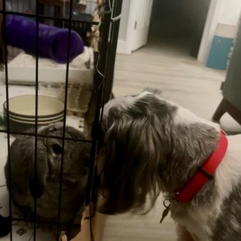 Lhasa Happy Homes - Making friends with our bunny :) - Pet Adoption Near Me - Santa Monica , California Lhasa Happy Homes - Making friends with our bunny :) - Pet Adoption Near Me - Santa Monica , California
