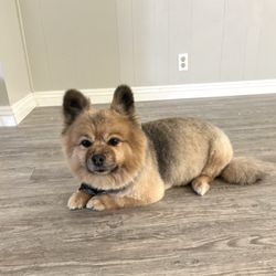 rita's dog groom