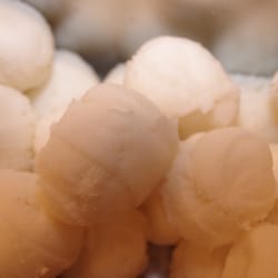 Mama Jumbe's - Mealie pap