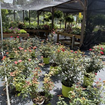 Plant It Dok - Knockout Roses - Nurseries & Gardening Near Me - Wewahitchka, Florida Plant It Dok - Knockout Roses - Nurseries & Gardening Near Me - Wewahitchka, Florida