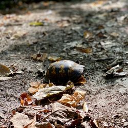 Blueberry Hill Trail - Eastern Box turtle.