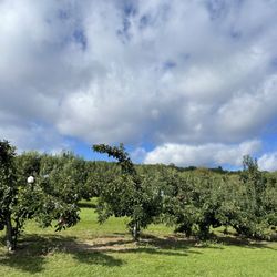 Dame Farm & Orchard