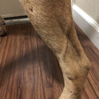 Dog Lodge - Cuts up and down his leg - Pet Sitting Near Me - La Habra, California Dog Lodge - Cuts up and down his leg - Pet Sitting Near Me - La Habra, California