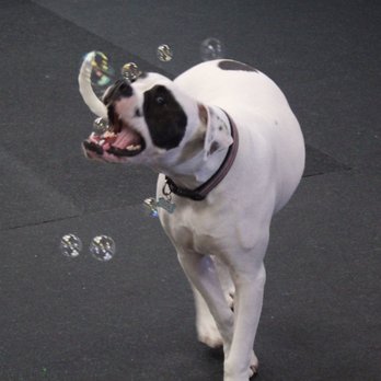 Smart Dog Daycare - Bacon bubbles, need I say more? - Pet Services Near Me