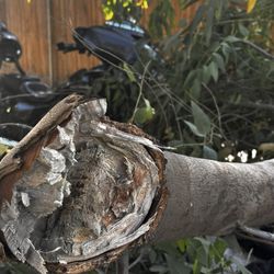 Rancho Marina - Tree that fell on my motorcycle