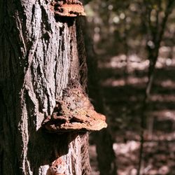 Ray Harral Nature Center - fungus