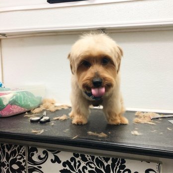 All Paws Mobile Pet Grooming - Pet Groomers Near Me All Paws Mobile Pet Grooming - Pet Groomers Near Me