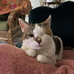 Fur-Ever Home Rescue