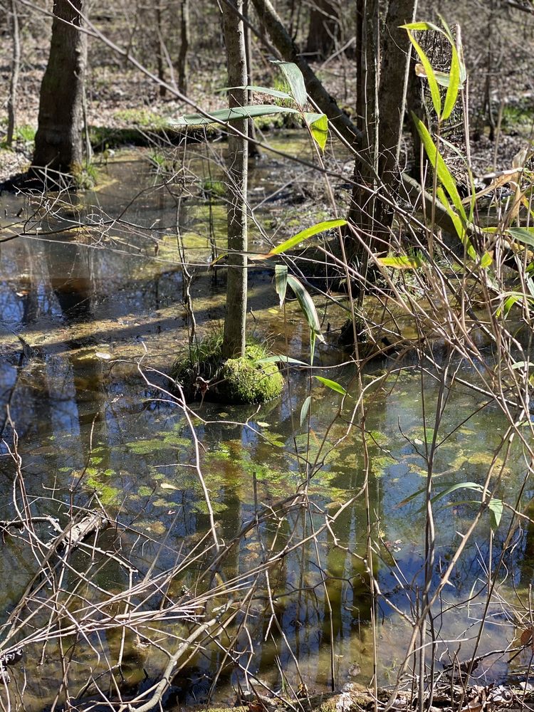 CLIFFS OF THE NEUSE STATE PARK 99 Photos & 32 Reviews 345 Park Entrance Rd, Seven Springs