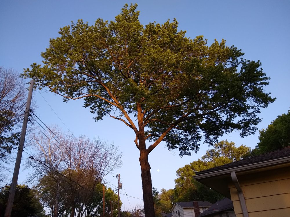 WRIGHT TREE SERVICE 12 Reviews Kansas City, MO Yelp